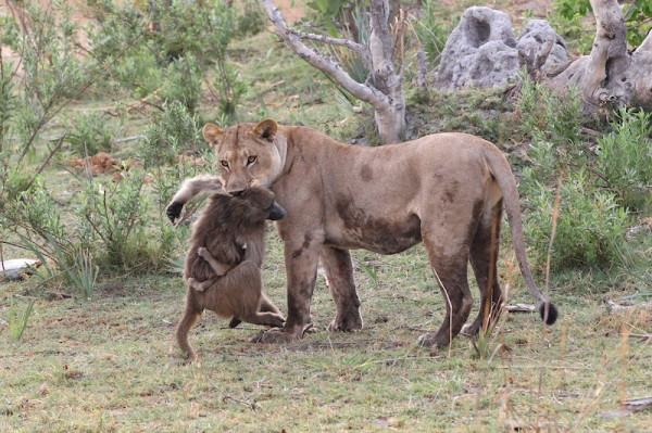 lion-and-baby-baboon