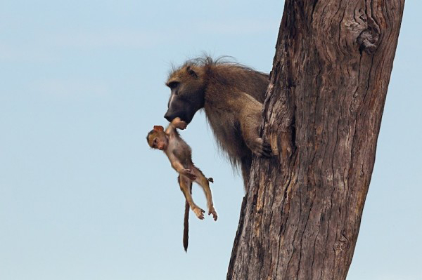 lion-and-baby-baboon10