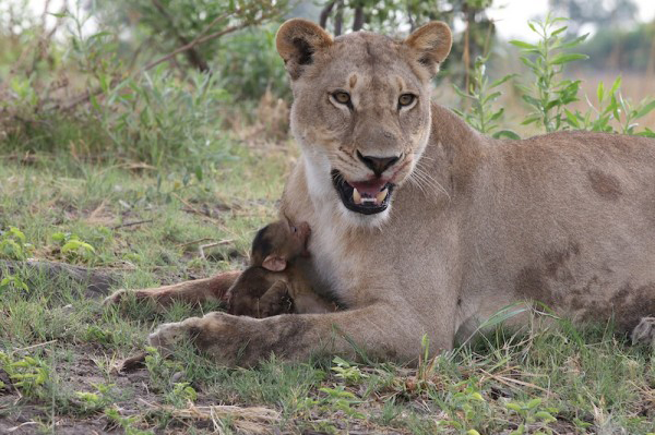 lion-and-baby-baboon6