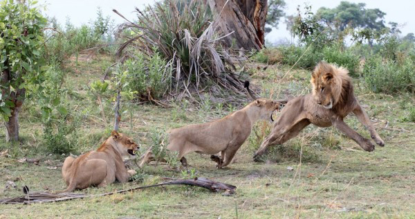 lion-and-baby-baboon8