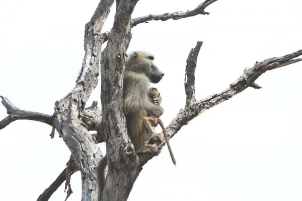 lion-and-baby-baboon9