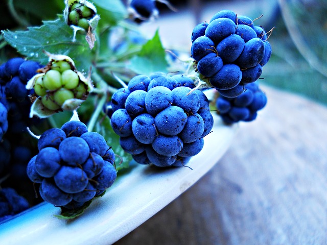 blueberry-886273_640