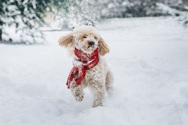 Ways To Make Winter Safer for Your Pets