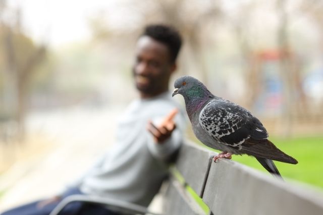 Four Mental Health Benefits of Bird Watching
