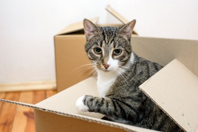 Tips for Moving to a New Home With Your Cats