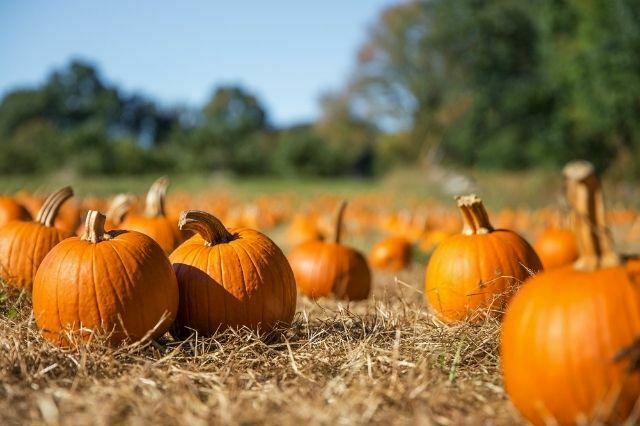 Unexpected Uses for Pumpkins To Try This Fall