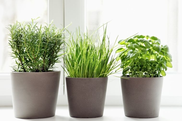 5 Edible Plants You Can Grow in Your Apartment