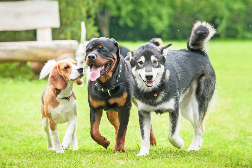 What To Know About Socializing Your New Dog