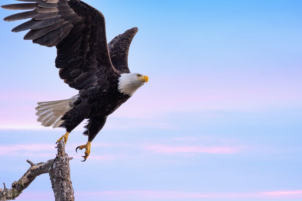 5 Places Where You Can Travel To See a Bald Eagle