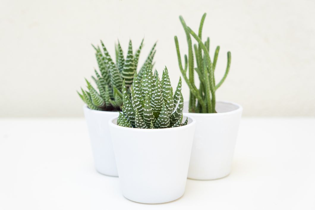 Effective Tips To Keep Your Succulents Alive