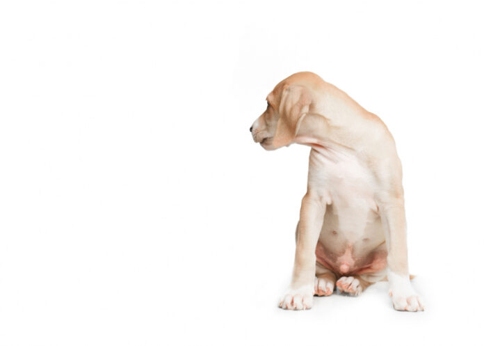 dog anal gland expression