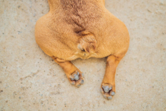 dog anal gland expression in Fort Worth TX