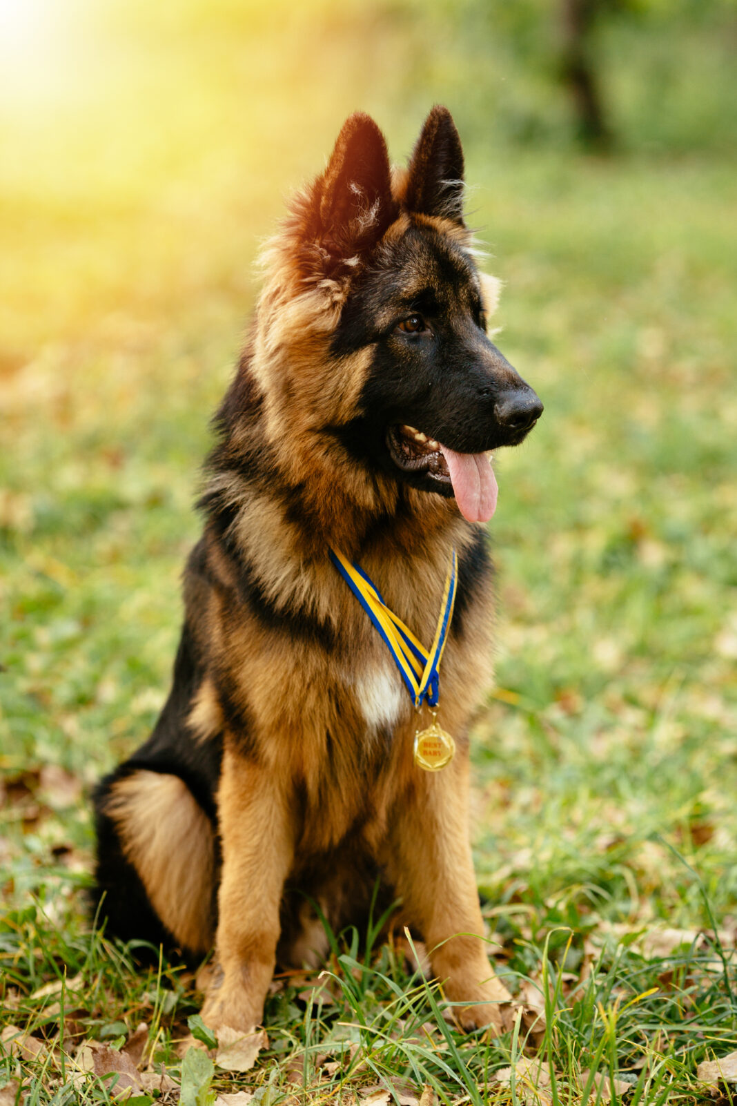 male German Shepherd puppy for sale