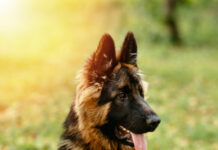 Signs of a Healthy Male German Shepherd Puppy for Sale male German Shepherd puppy for sale