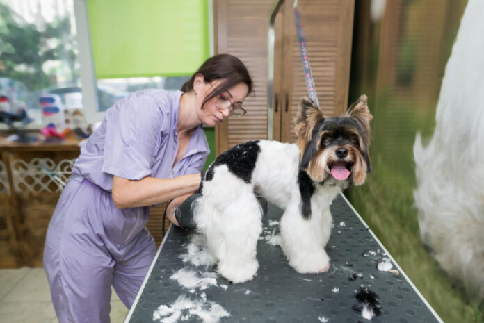 full grooming for dogs near Fort Worth, TX