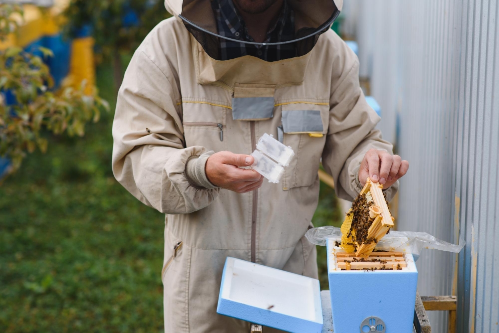  bee removal services