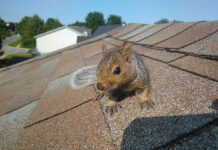 The Hidden Dangers of Ignoring Wildlife Damage in Your Attic wildlife damage repair in Norwalk