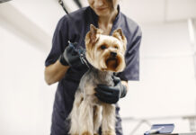 Mobile Dog Groomer in Fort Worth: What Dog Owners Should Expect