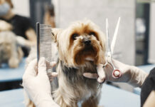 Why In-Home Dog Grooming Is Less Stressful for Dogs