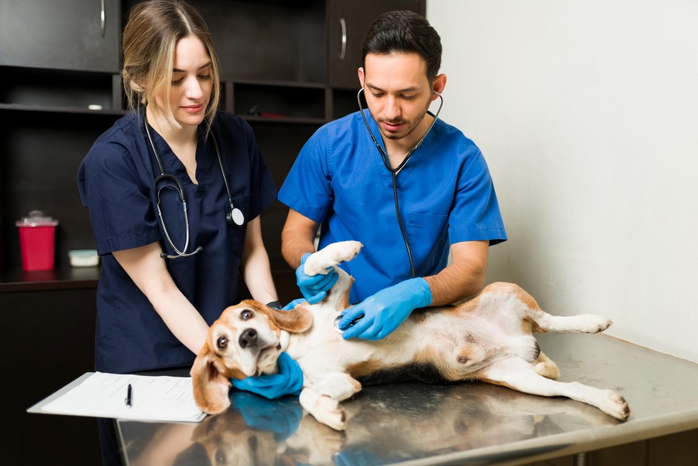 pet veterinary clinic