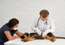 What Services Should a Modern Pet Care Vet Clinic Offer?