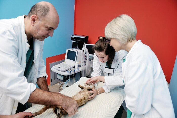 Veterinary Lab Testing in Doha