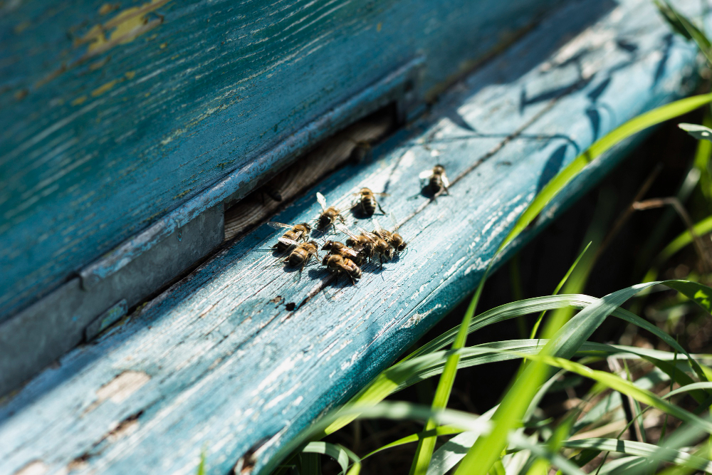 2148291068 (1) Bumble Bee Removal