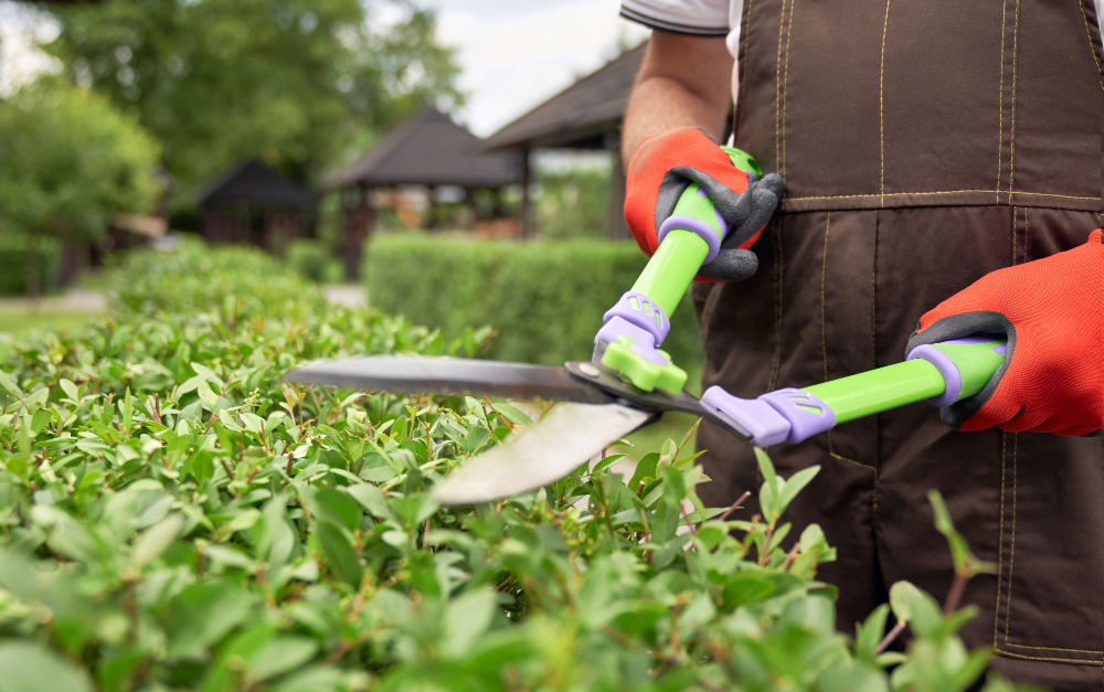 garden maintenance services