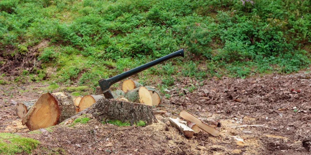 Stump Grinding Services Stump Grinding Services