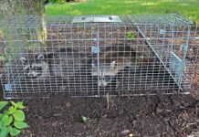How Attics Removal Norwalk Protects Your Home from Wildlife Damage Attics Removal