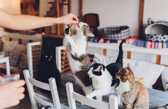 Cat Daycare Cat Daycare