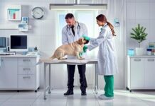 What Makes a Great Pet Care Vet Clinic Stand Out? pet care vet clinic