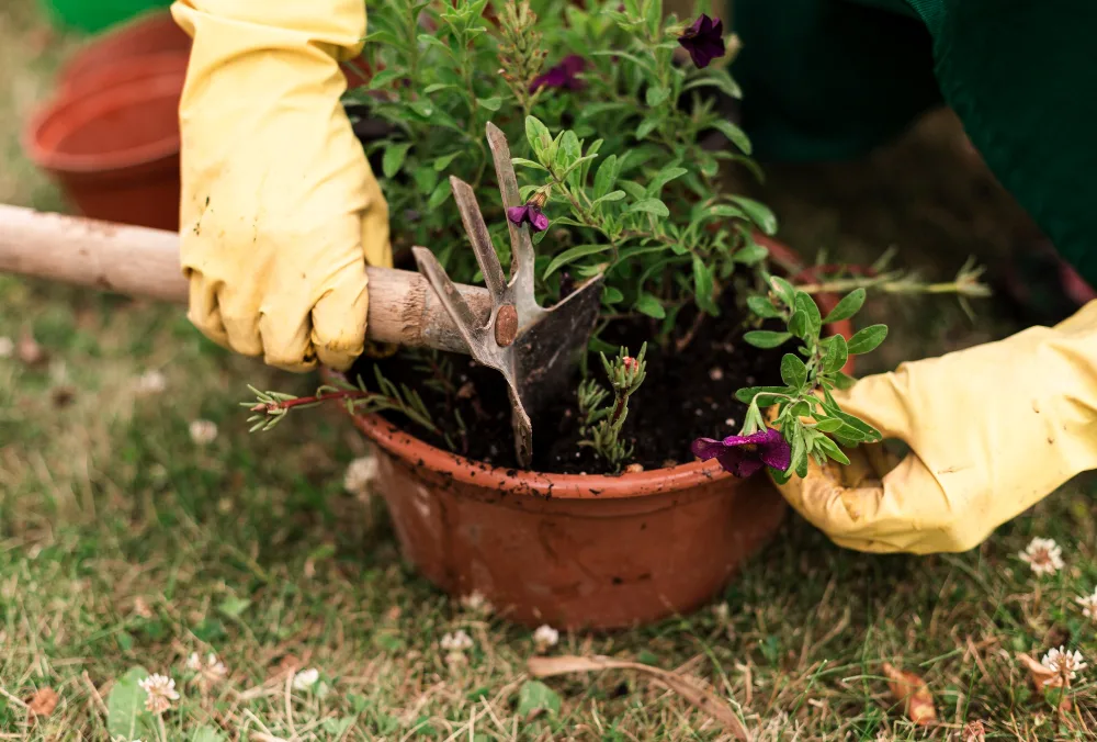 Garden Tidy Up Services Garden Tidy Up Services