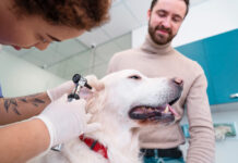 Why Pet Microchipping Is Important for Dogs and Cats Pet Microchipping