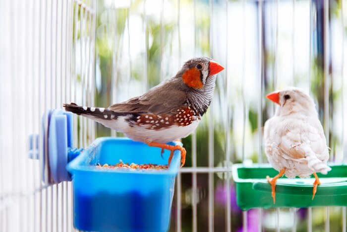 Buy Bird Feeding Accessories Online in Qatar