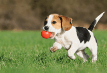 Why North York Pets Need Different Grooming Care Throughout the Year Pet Grooming