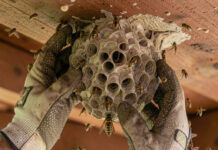 Why Wasp Nests Are a Common Problem for Katy Homeowners wasp nest removal