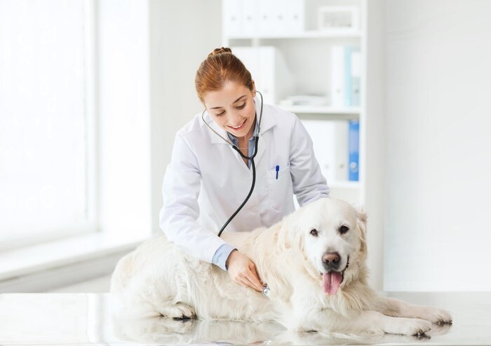 vet pet clinic