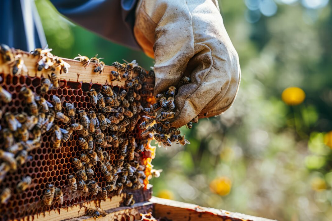 honey bee removal