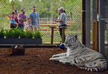 Rent a Tiger Orlando: A Guide to Exotic Animal Experiences in Florida Rent a tiger Orlando