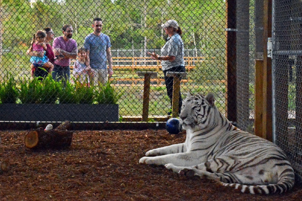 Rent a Tiger Orlando | Rent Exotic Animals Orlando Rent a tiger Orlando