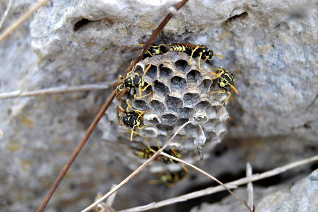 close-up-bee-nest Wasp Removal